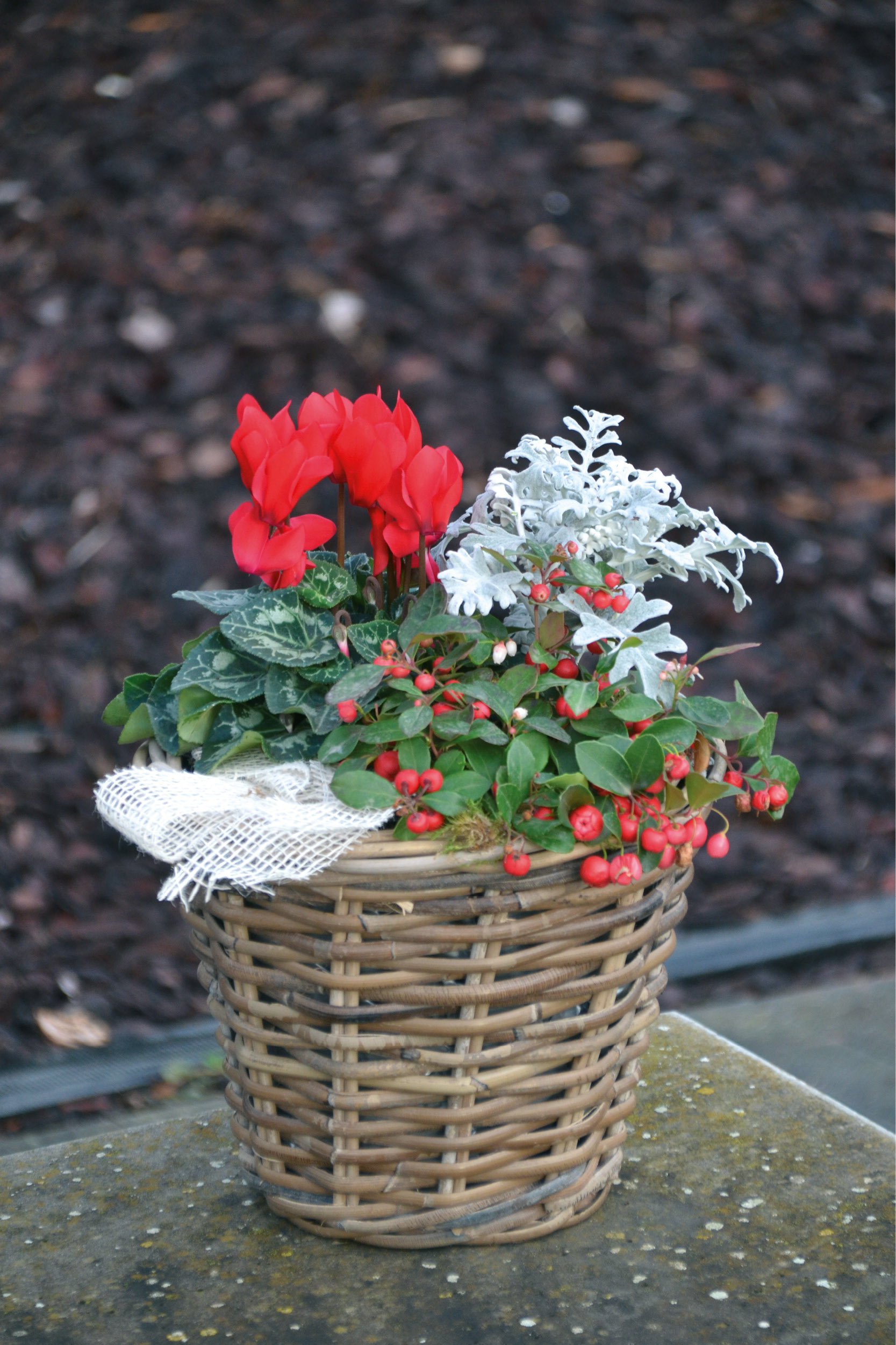 Compositions_plantes_hiver nos_metiers_hiver