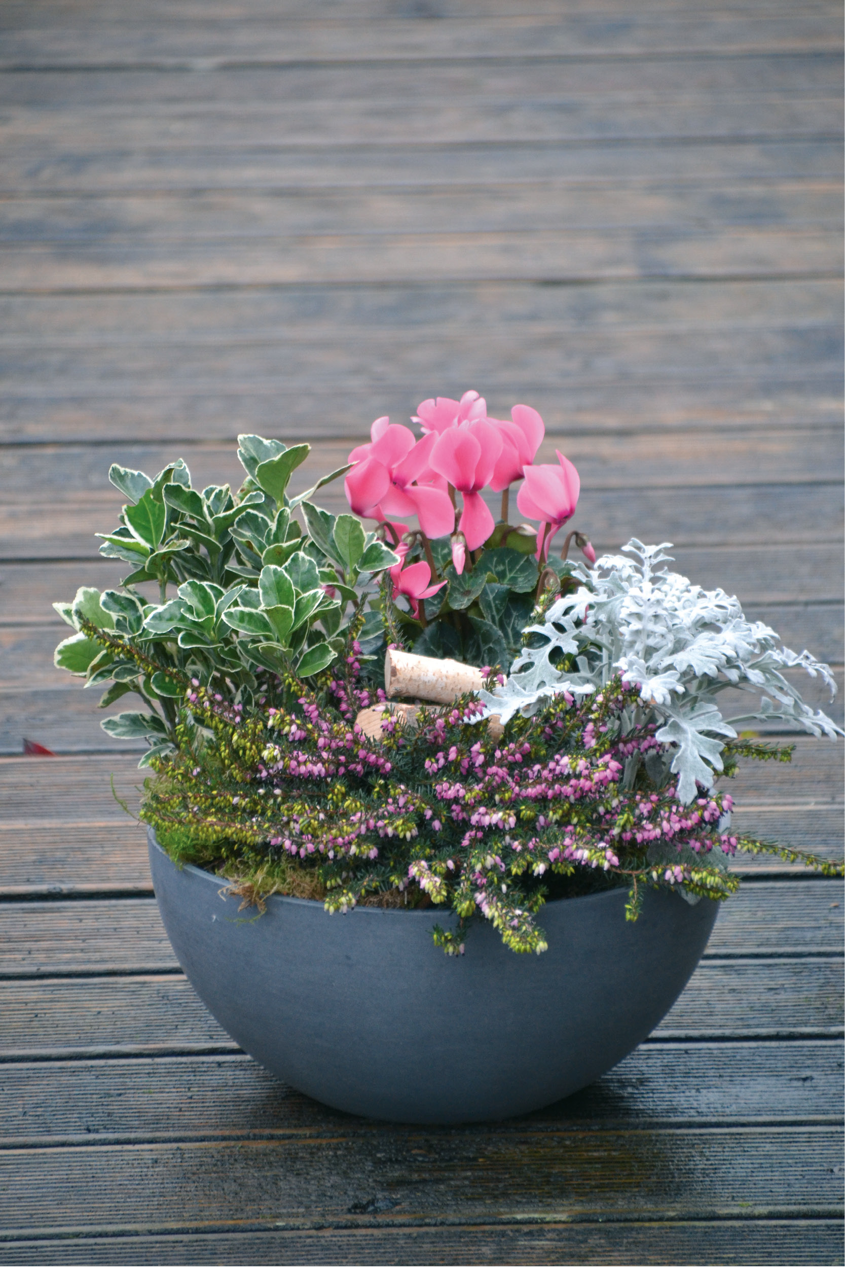 Compositions_plantes_hiver nos_metiers_hiver