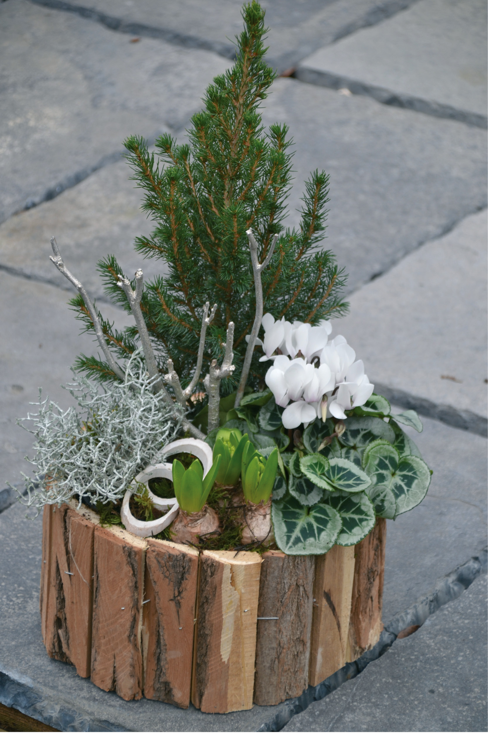 Compositions_plantes_hiver nos_metiers_hiver