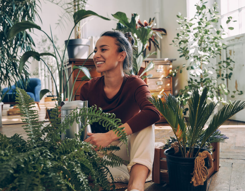 La vaporisation des plantes d intereiur