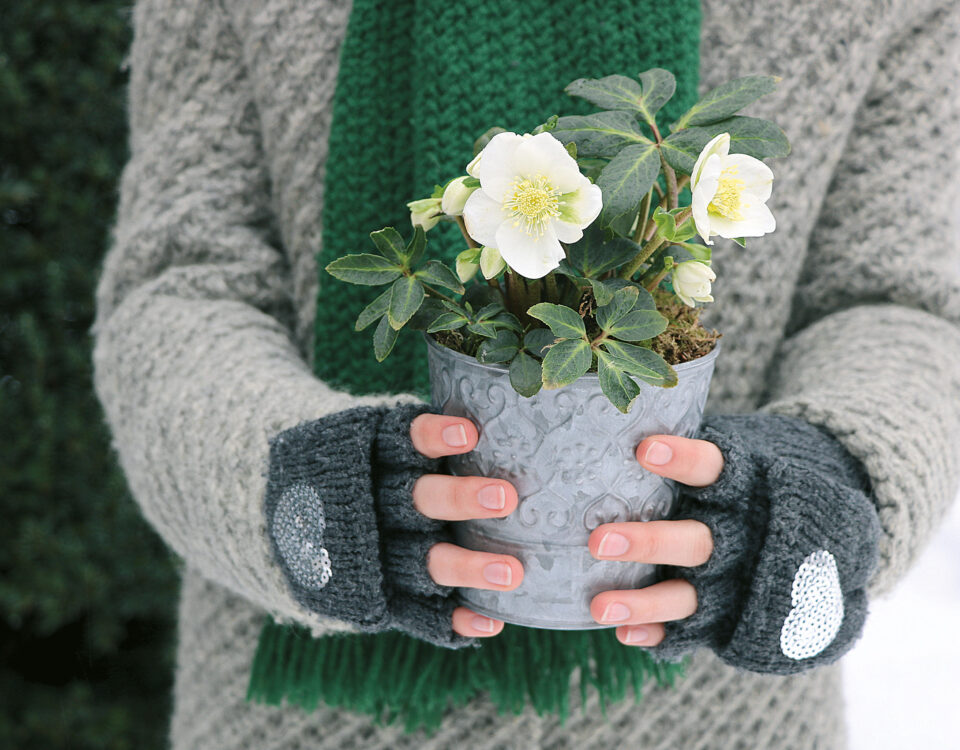 Tout savoir sur Les hellebores