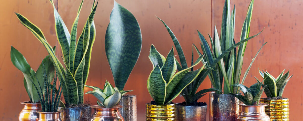 Tout savoir sur le sansevieria