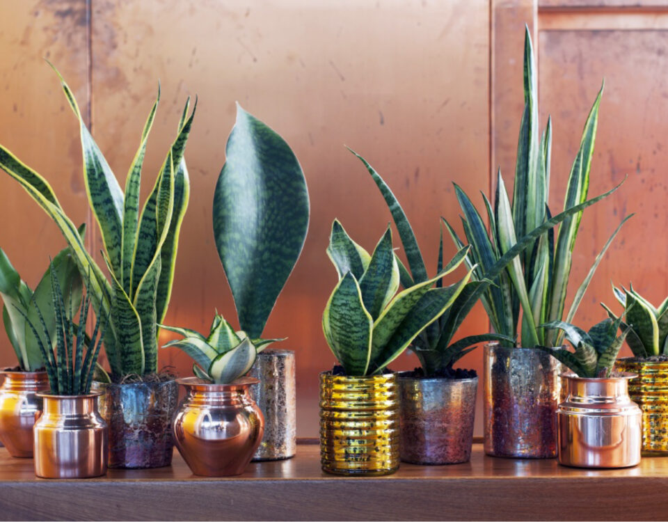 Tout savoir sur le sansevieria