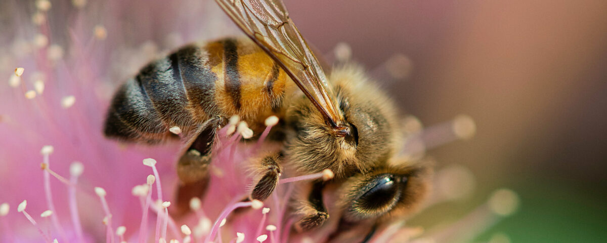 Les plantes pour les insectes pollinisateurs