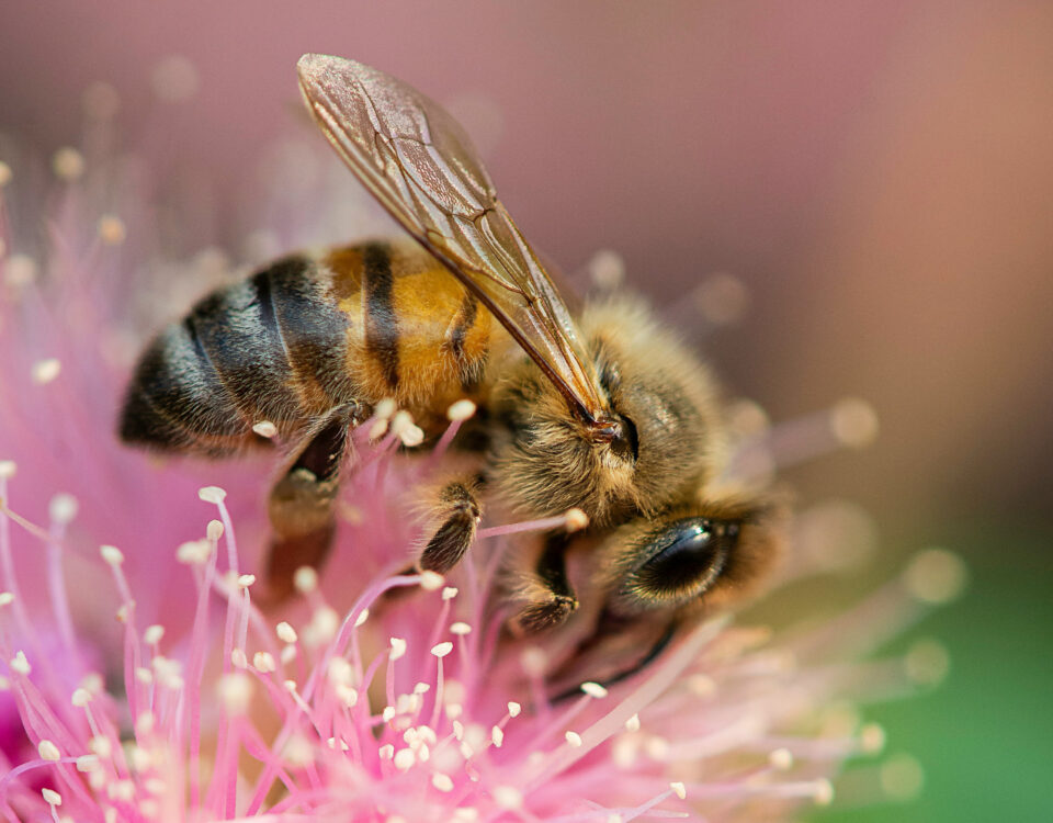 Les plantes pour les insectes pollinisateurs