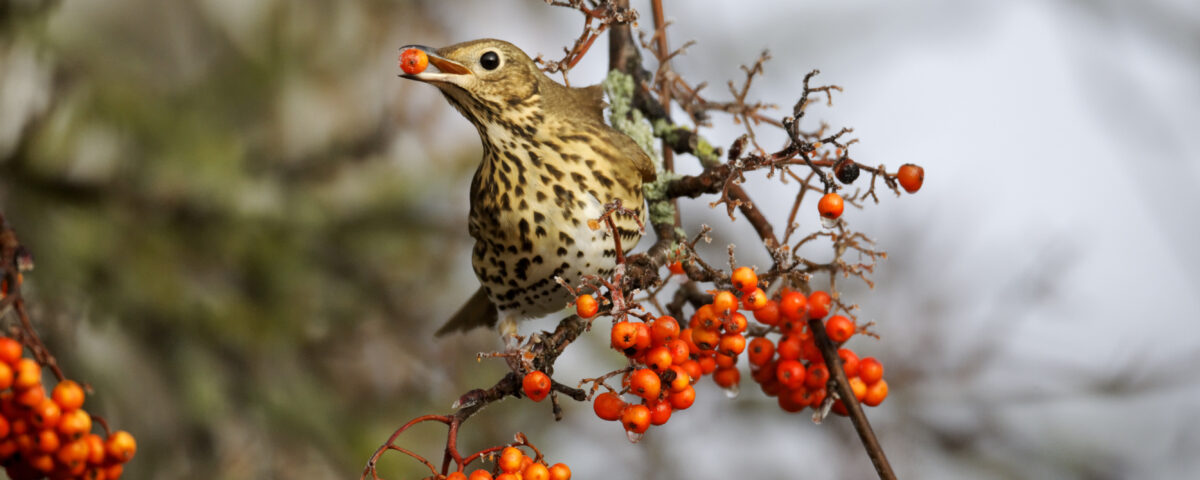 La plantation d'arbres pour les oiseaux