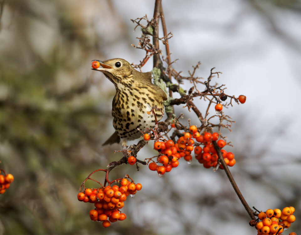 La plantation d'arbres pour les oiseaux