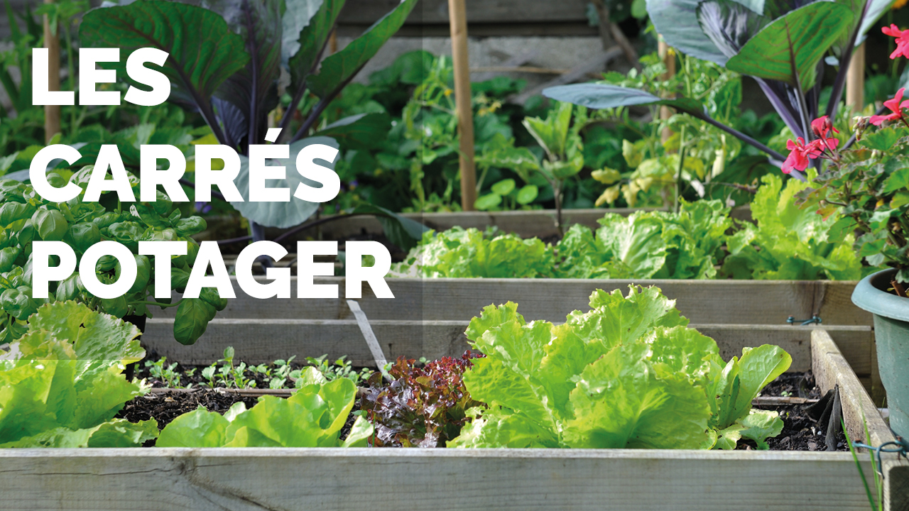 carré potager articles CDS