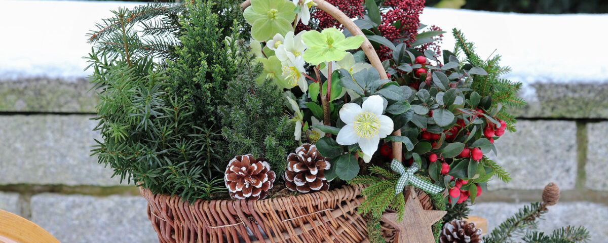 Articles les baclnonnires d'hiver les compagnons des saisons