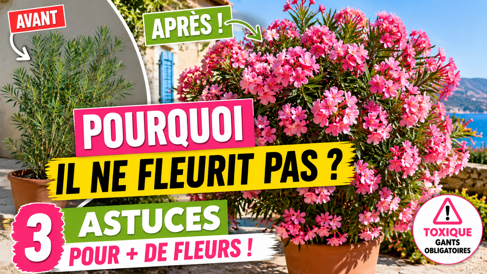 laurier-rose-floraison-abondante laurier-rose-floraison-abondante.png