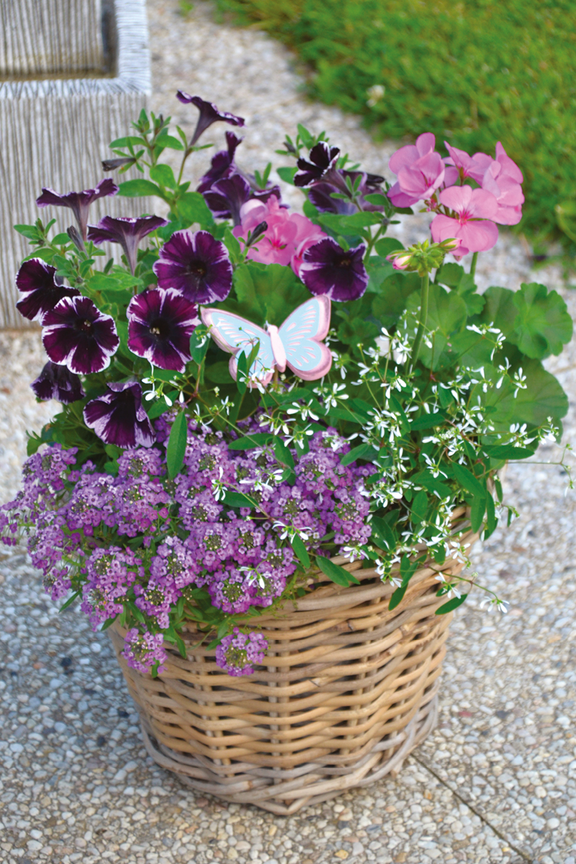 Kit 5 plantes d ete Composition végétale d ete – kit 5 plantes