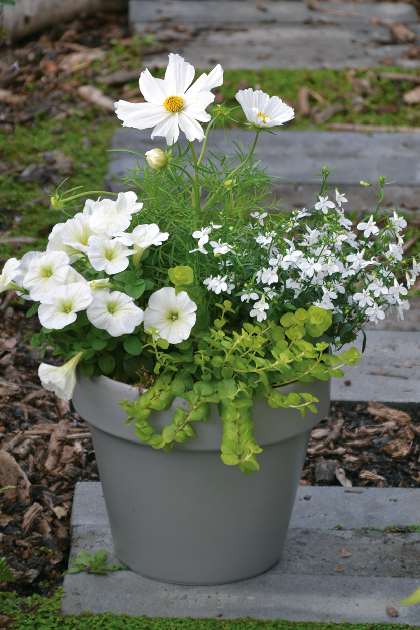 Kit 4 plantes d ete Composition végétale d ete – kit 4 plantes