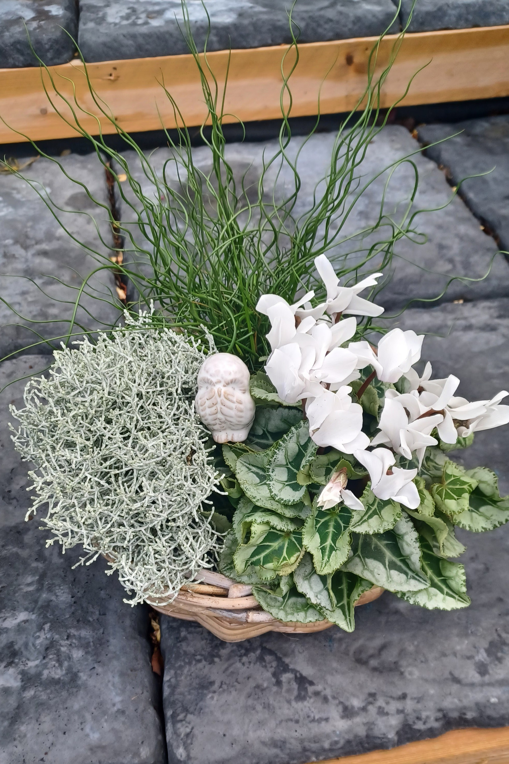 Composition végétale automne – kit 3 plantes