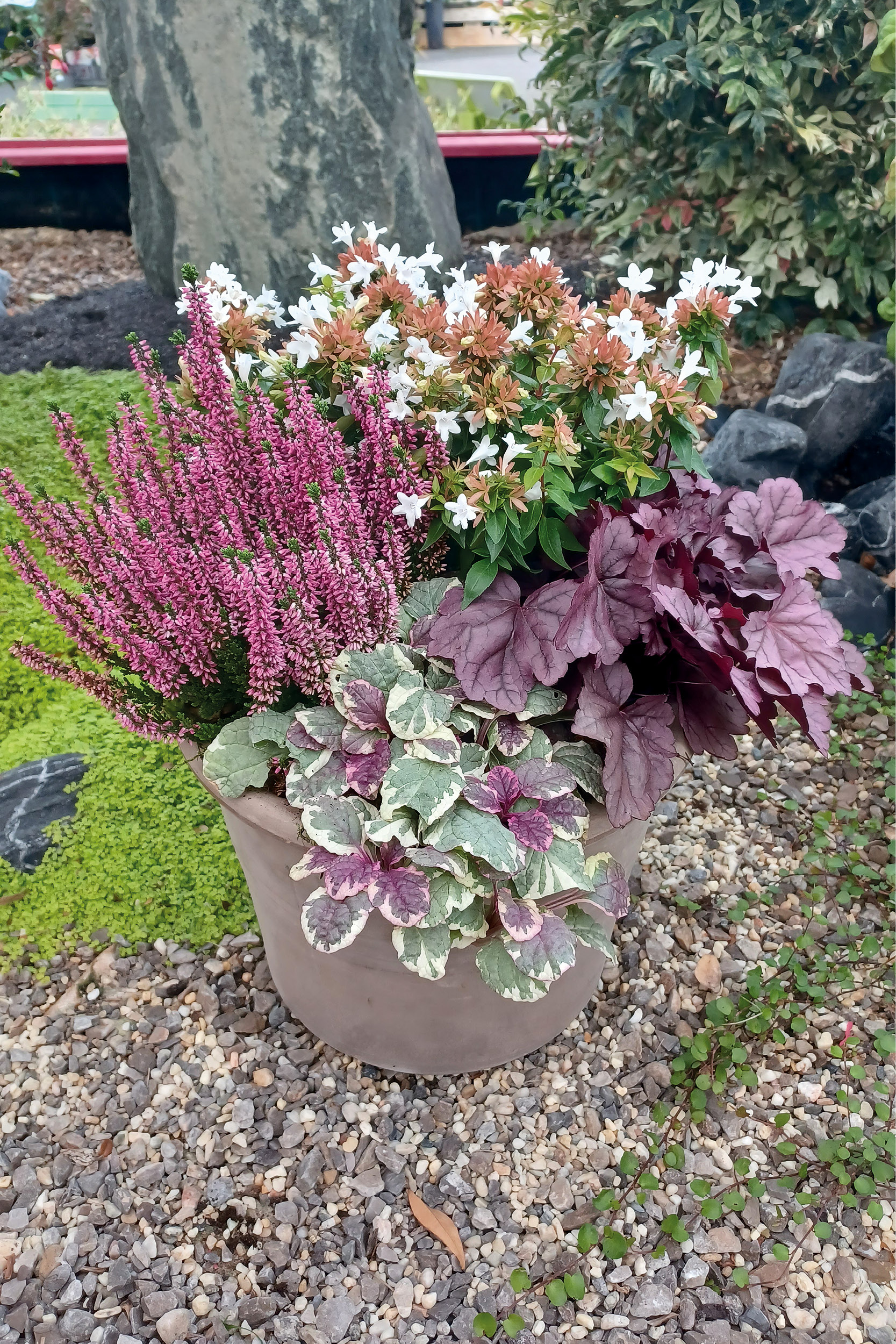 Composition végétale automne – kit 4 plantes