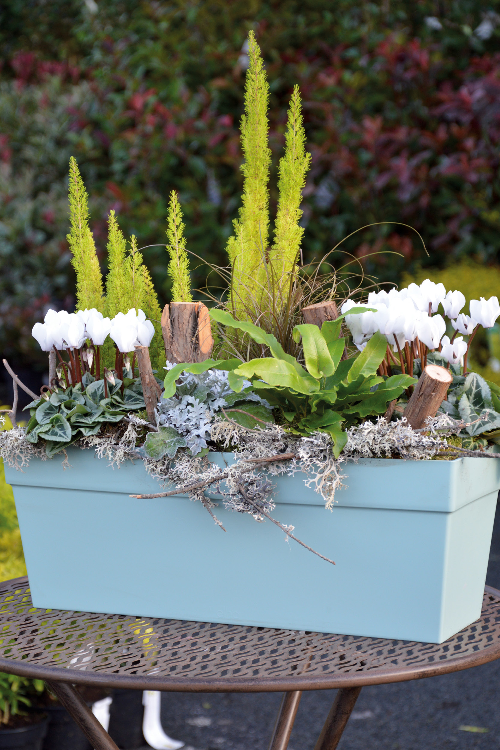 Composition végétale automne – kit 6 plantes
